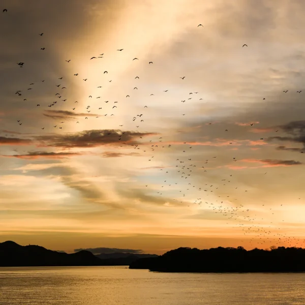 Kalong Island Flying Foxes Komodo Kalong Island - Flying Fox Bat Island Sunset Experience