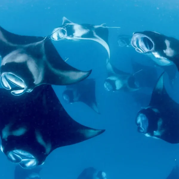 Manta Point Komodo National Park Manta Point - Diving and Snorkeling with Manta Rays in Komodo